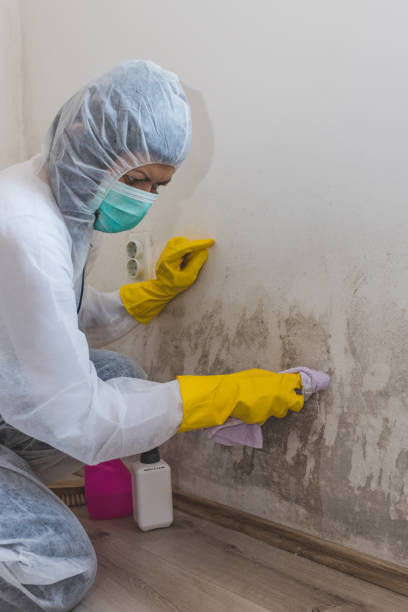 Professional Mold Removal in Lake Junaluska, NC