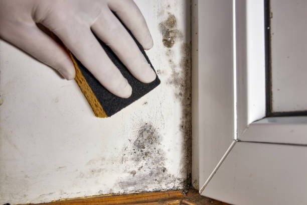 Best Biohazard Mold Removal  in Lake Junaluska, NC